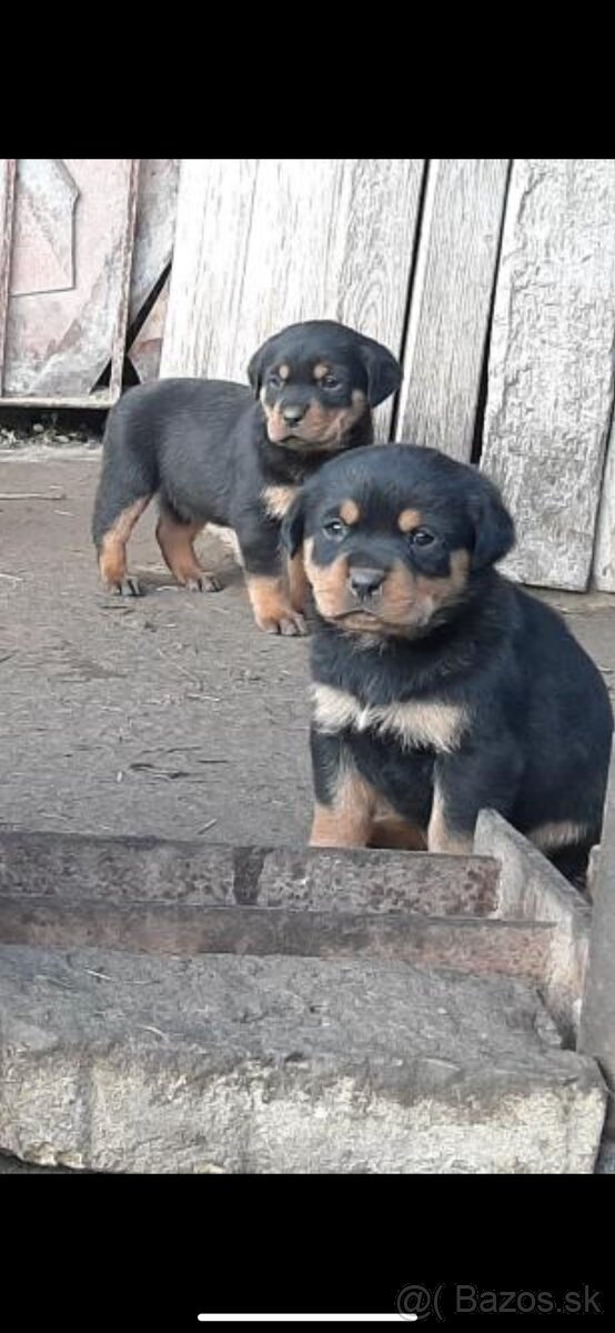 Predam rotvajler steniatka