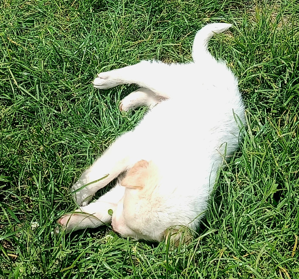 Šteniatko🥰