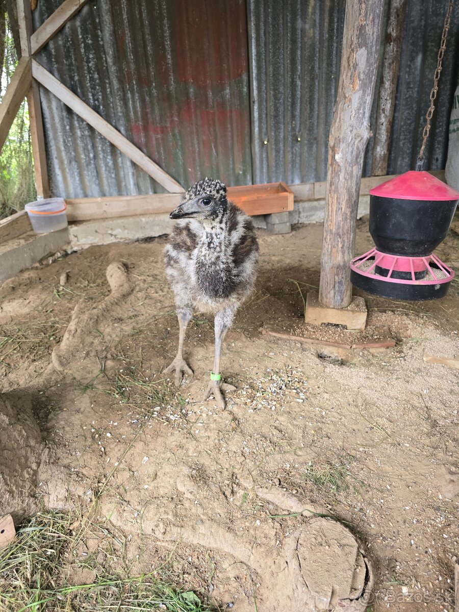 Vimena alebo predaj
