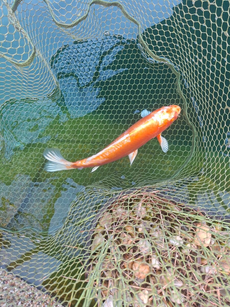Predám koi kapre