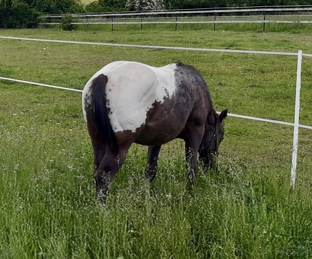 Appaloosa