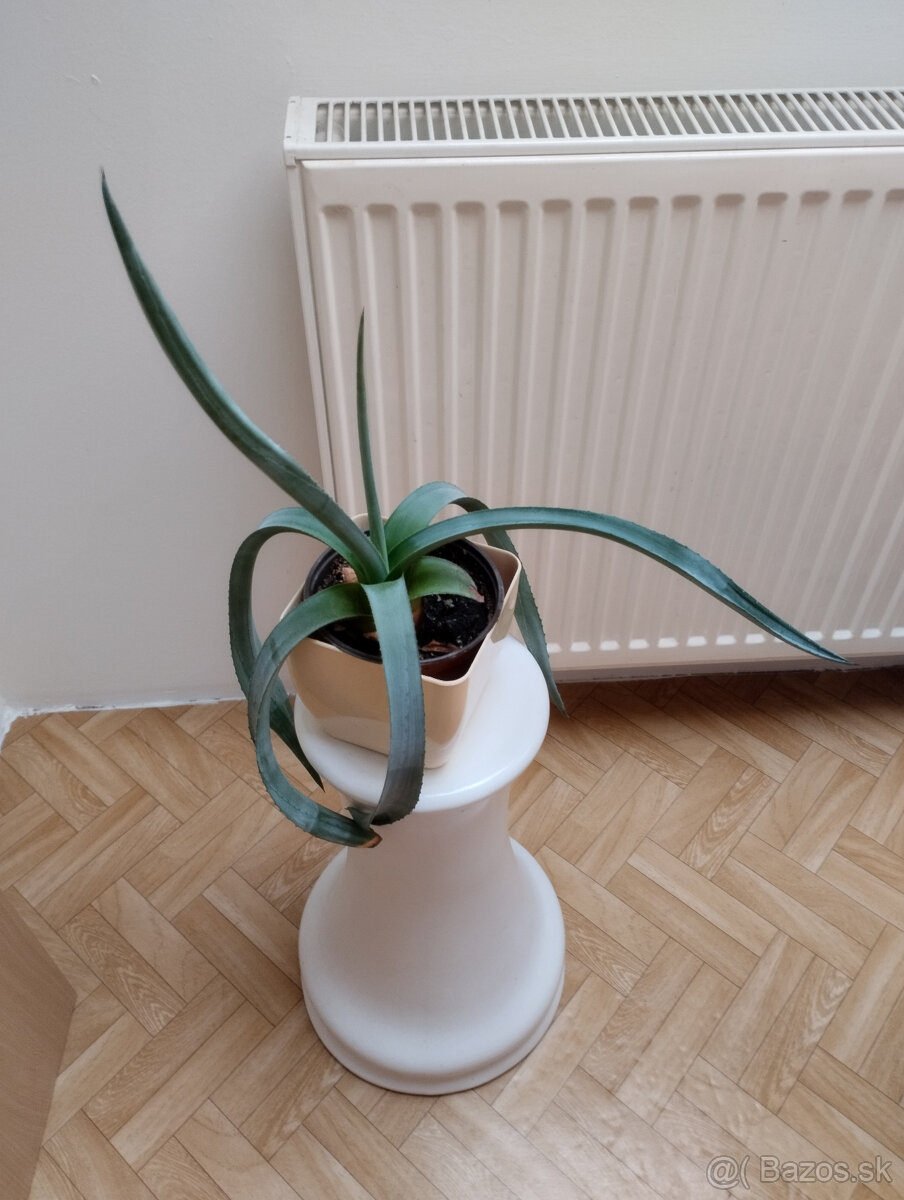 kaktus