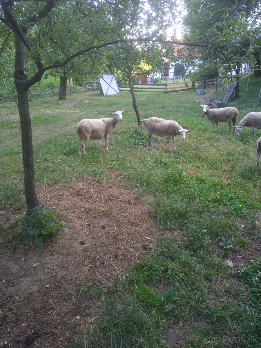 Predám ovce