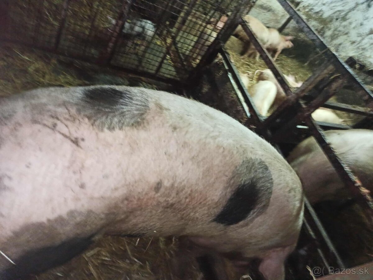 Predám vyradenu prasnicu