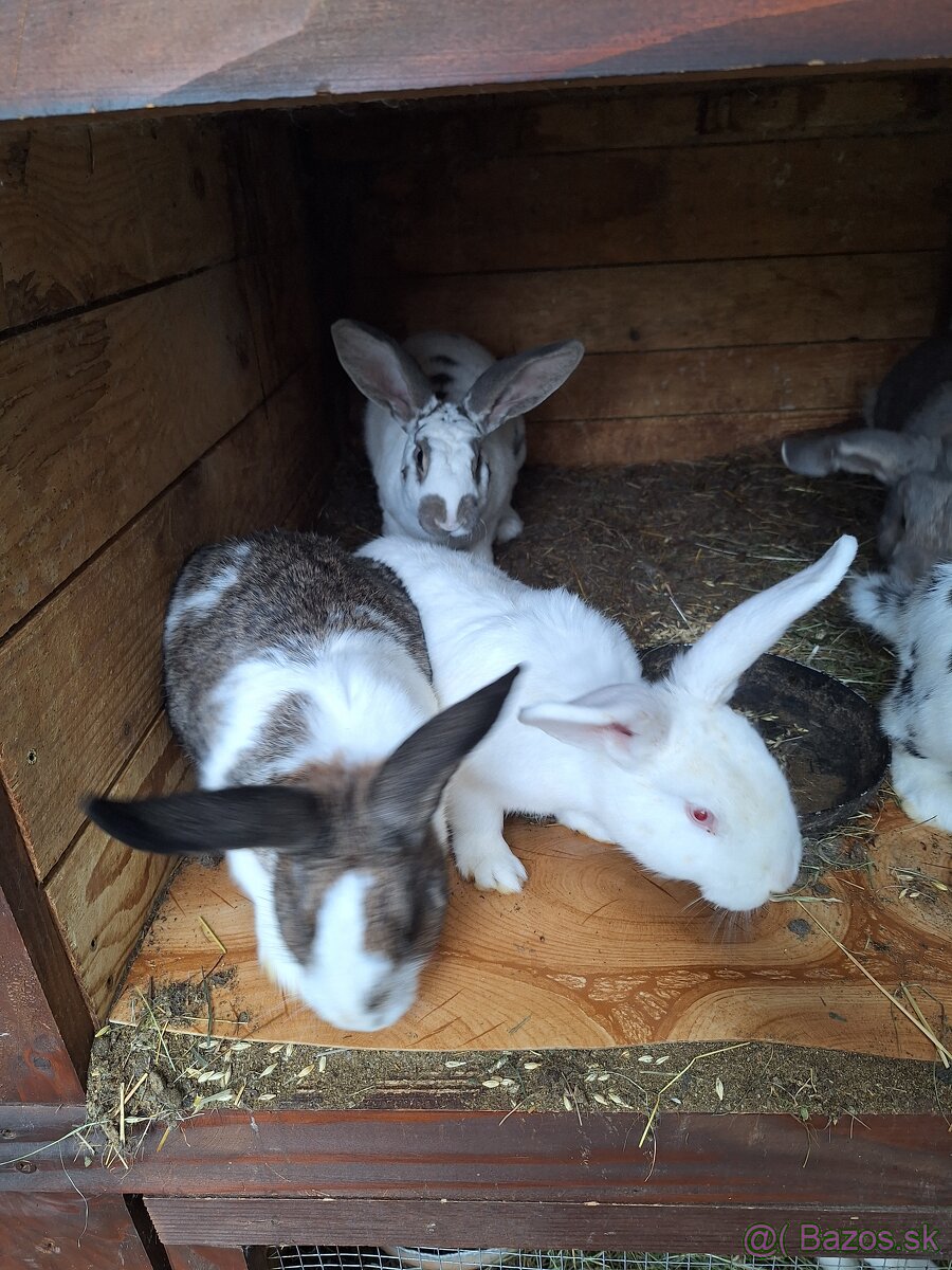 Predám krásne králiky .