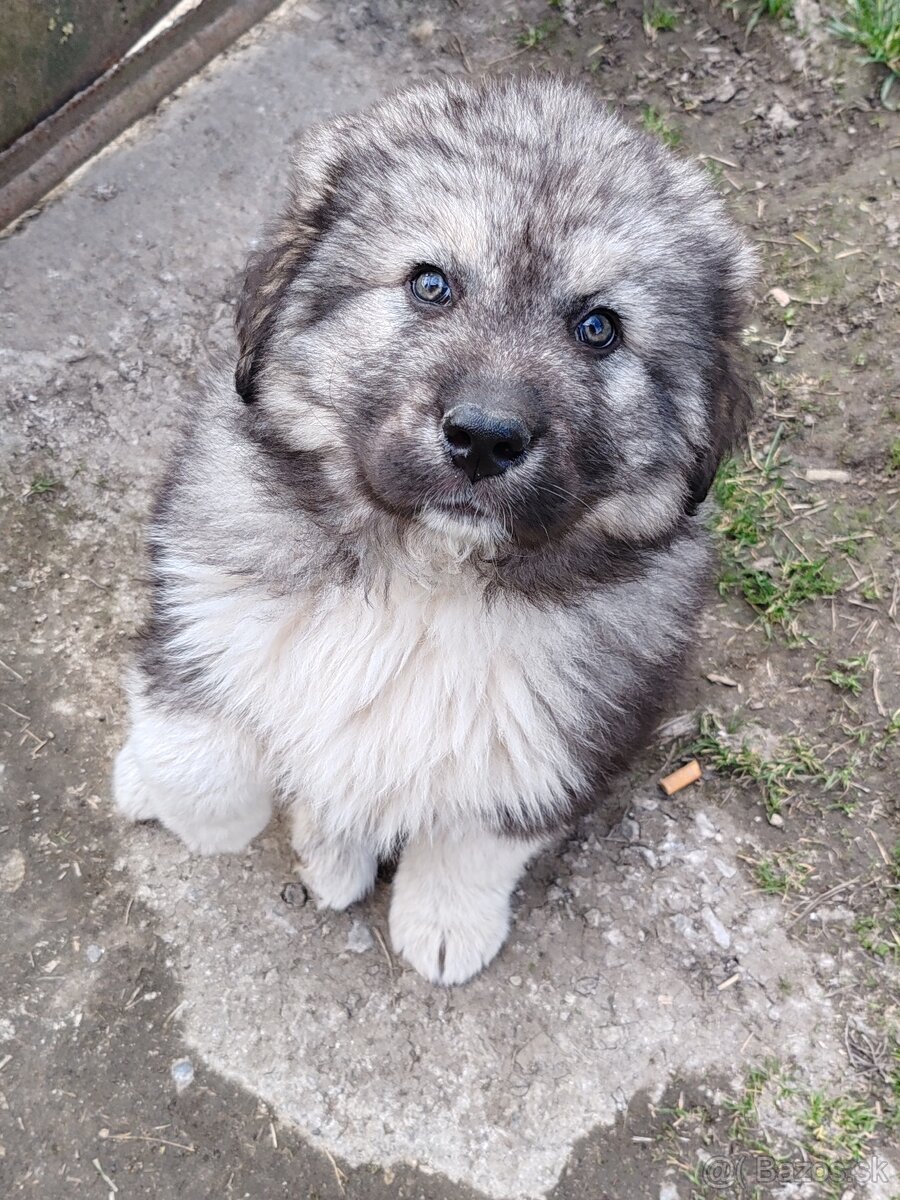 Kaukazský Ovčiak