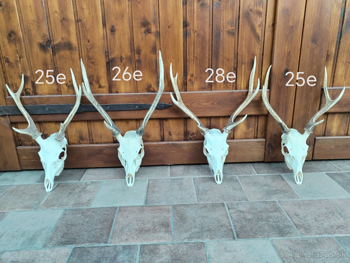 Trofeje jeleňov Sika
