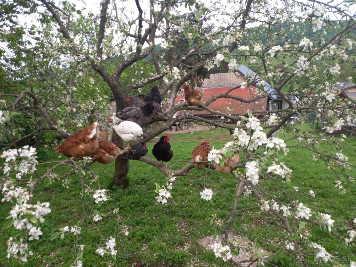 🥚Domáce BIO vajíčka od šťastných sliepok z voľného výbehu🌿
