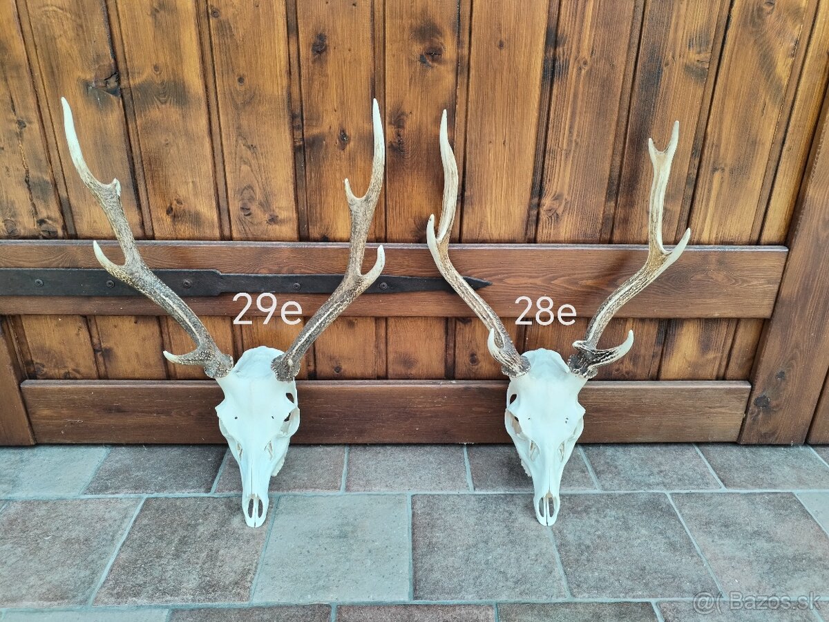 Trofeje jeleňov Sika