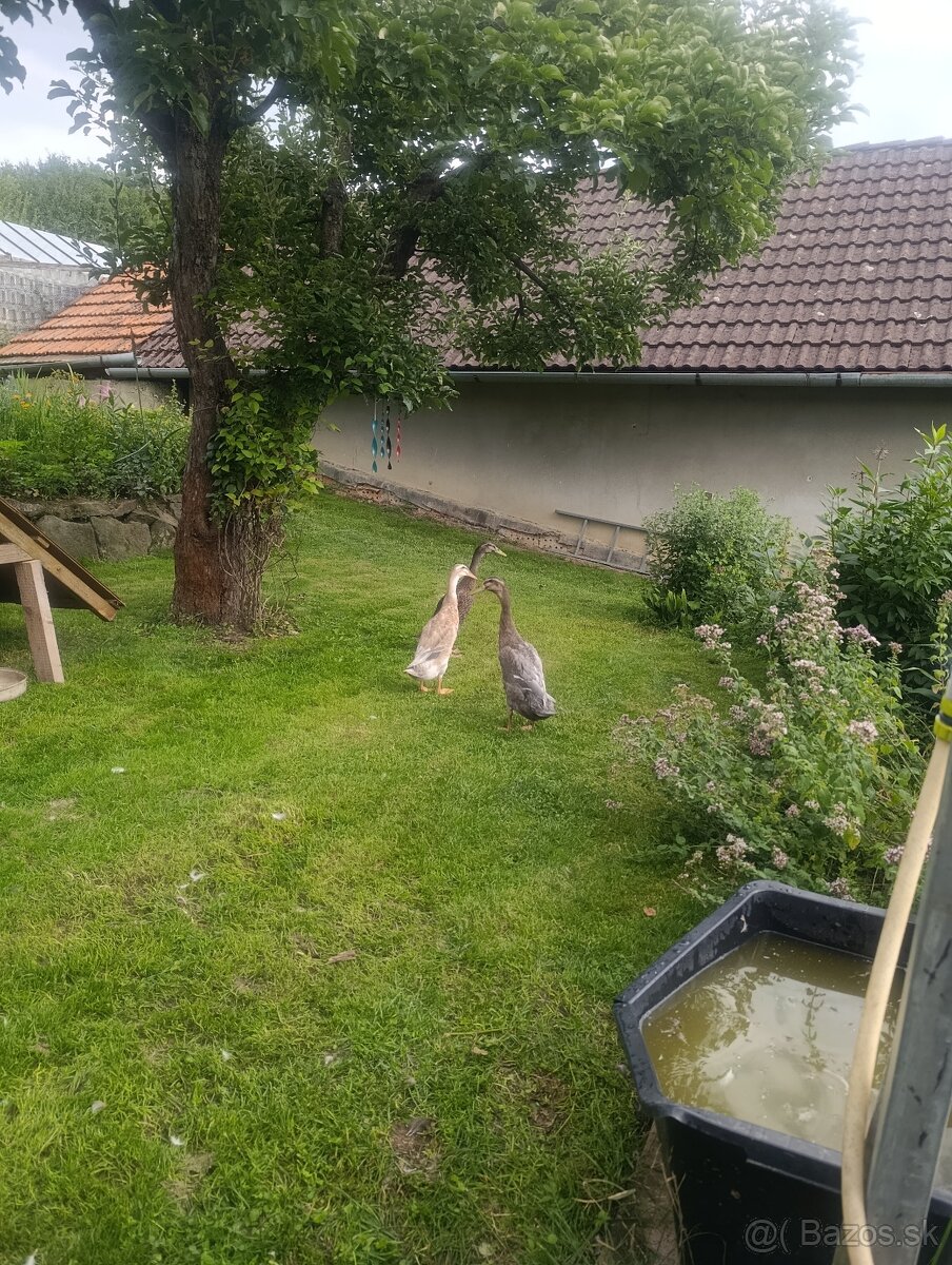 Indický bežec,