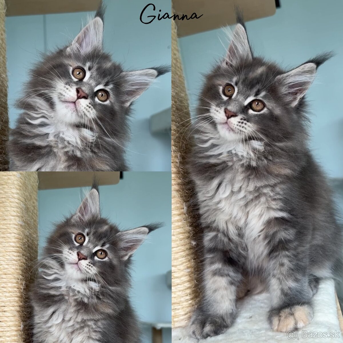 S PP Maine Coon Mainská Myvalia