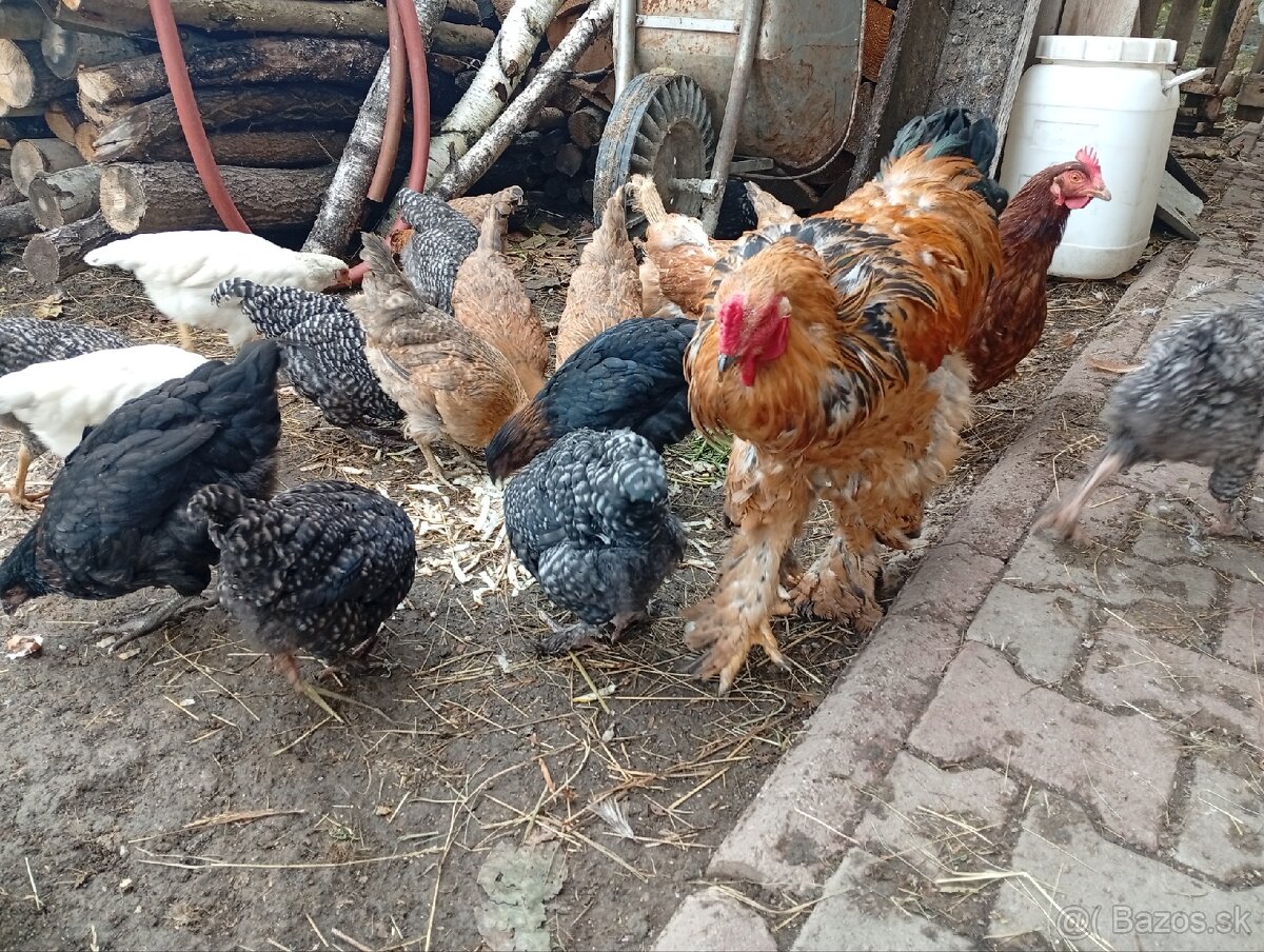 Kohút Brahmanka veľká