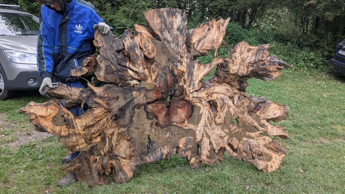 Priečne rezy z jaseňoveho koreňa