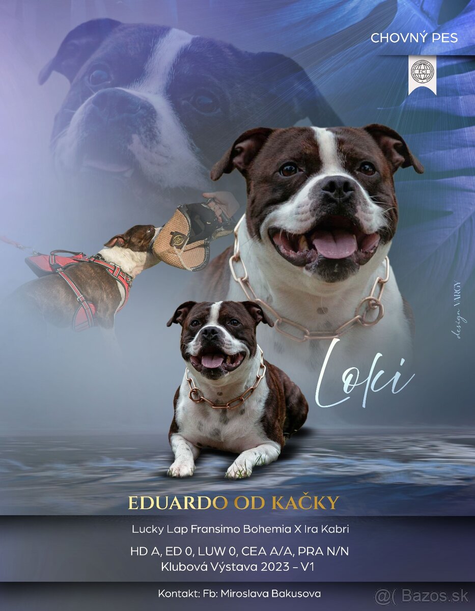 stafordšírsky bulteriér