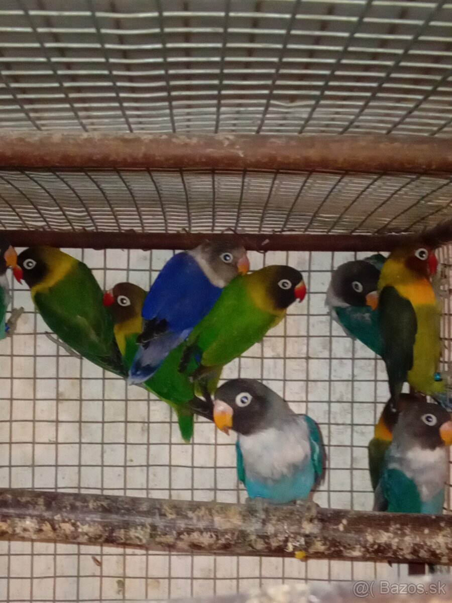 Agapornisy škraboškove