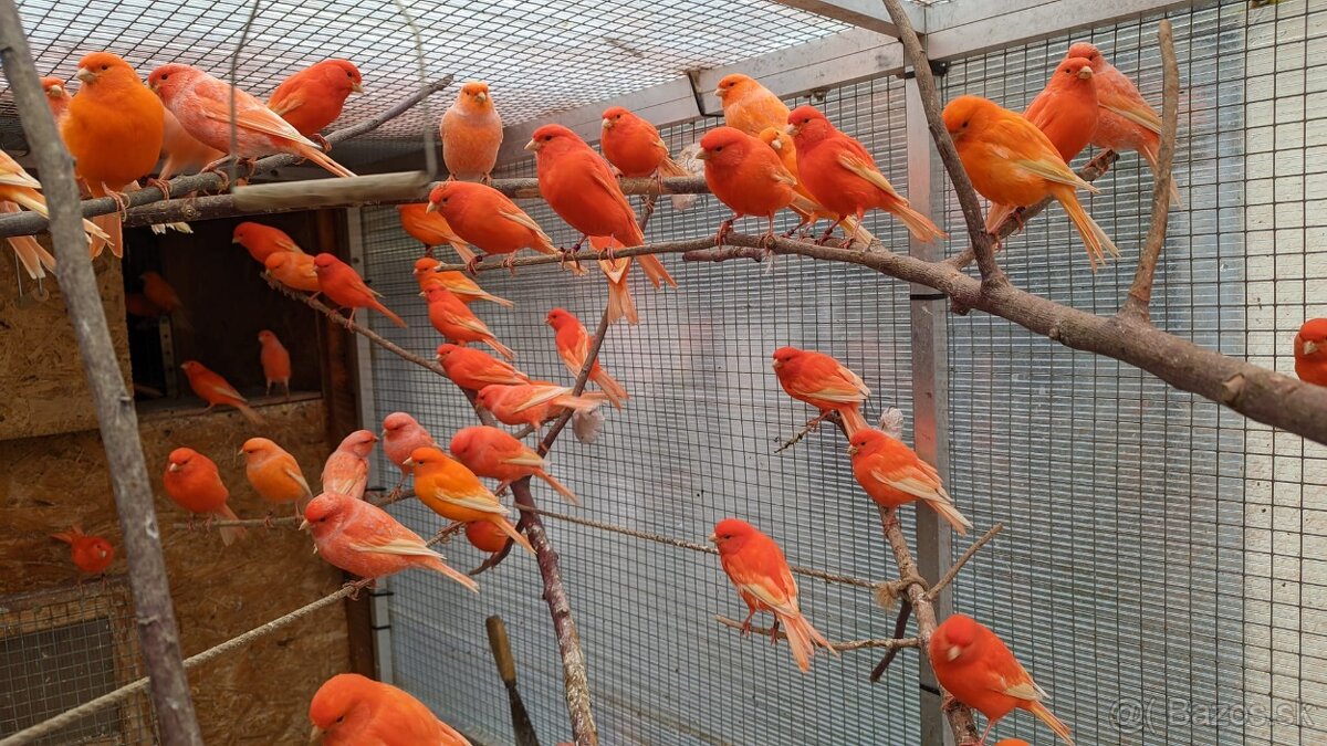 S76 odčervenie a ochrana vtáctva