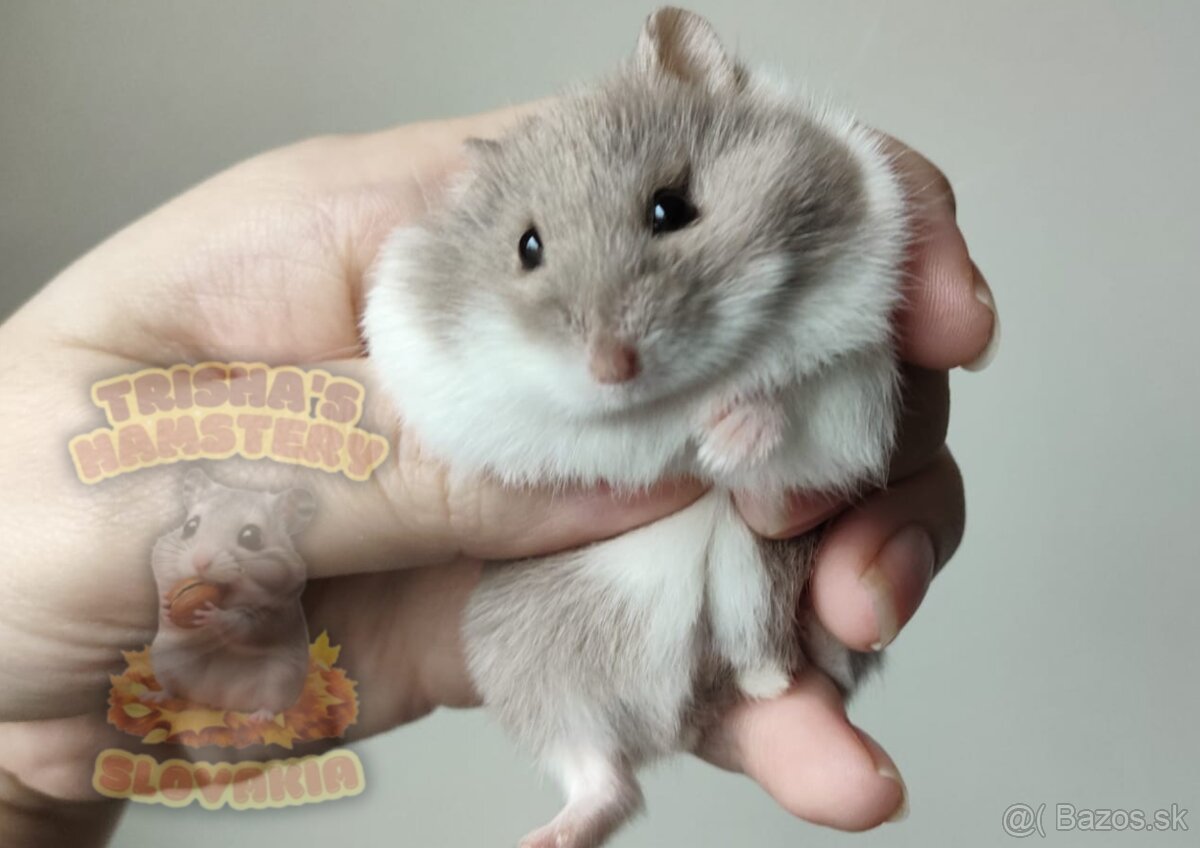 Vymaznané mláďátká škrečka Campbellovho