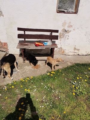 darujem krasnu malu fenku štena