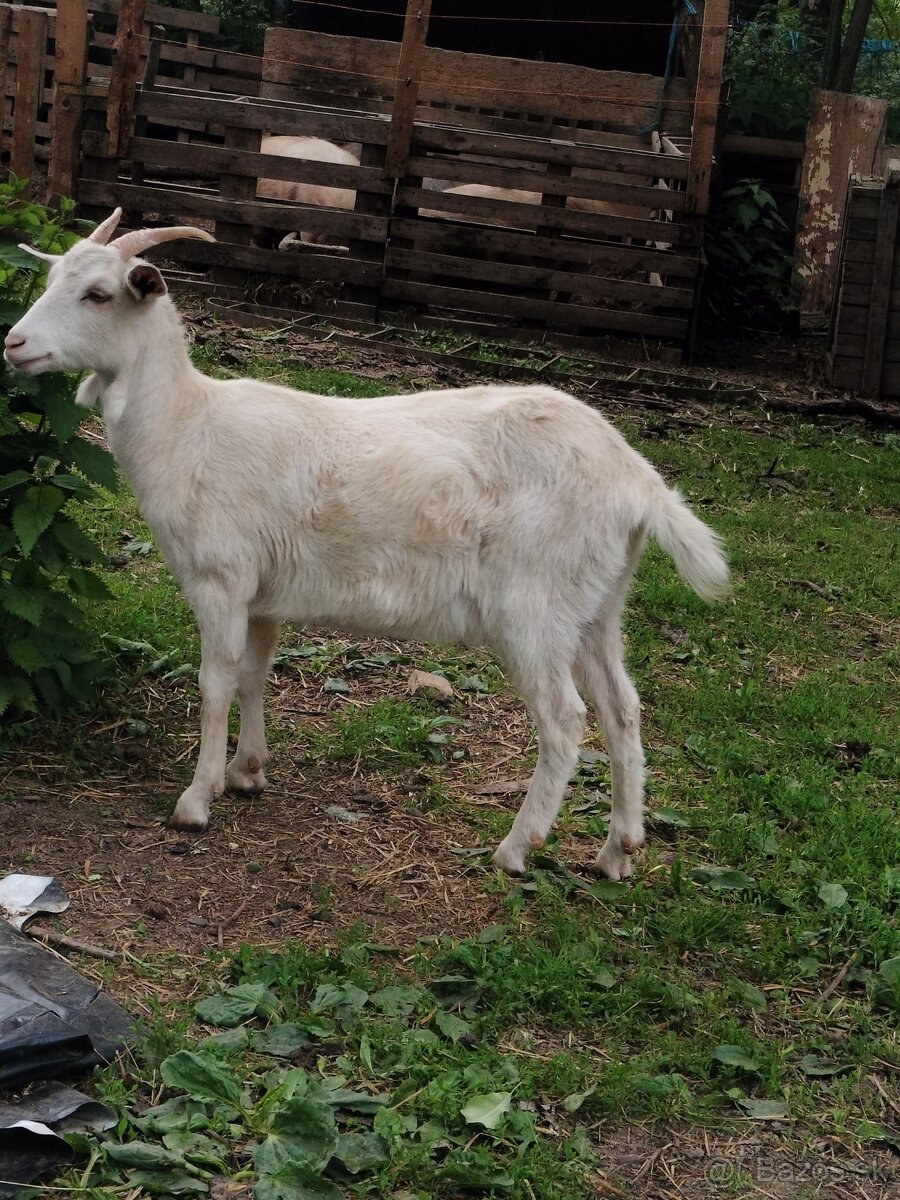 Ročná koza
