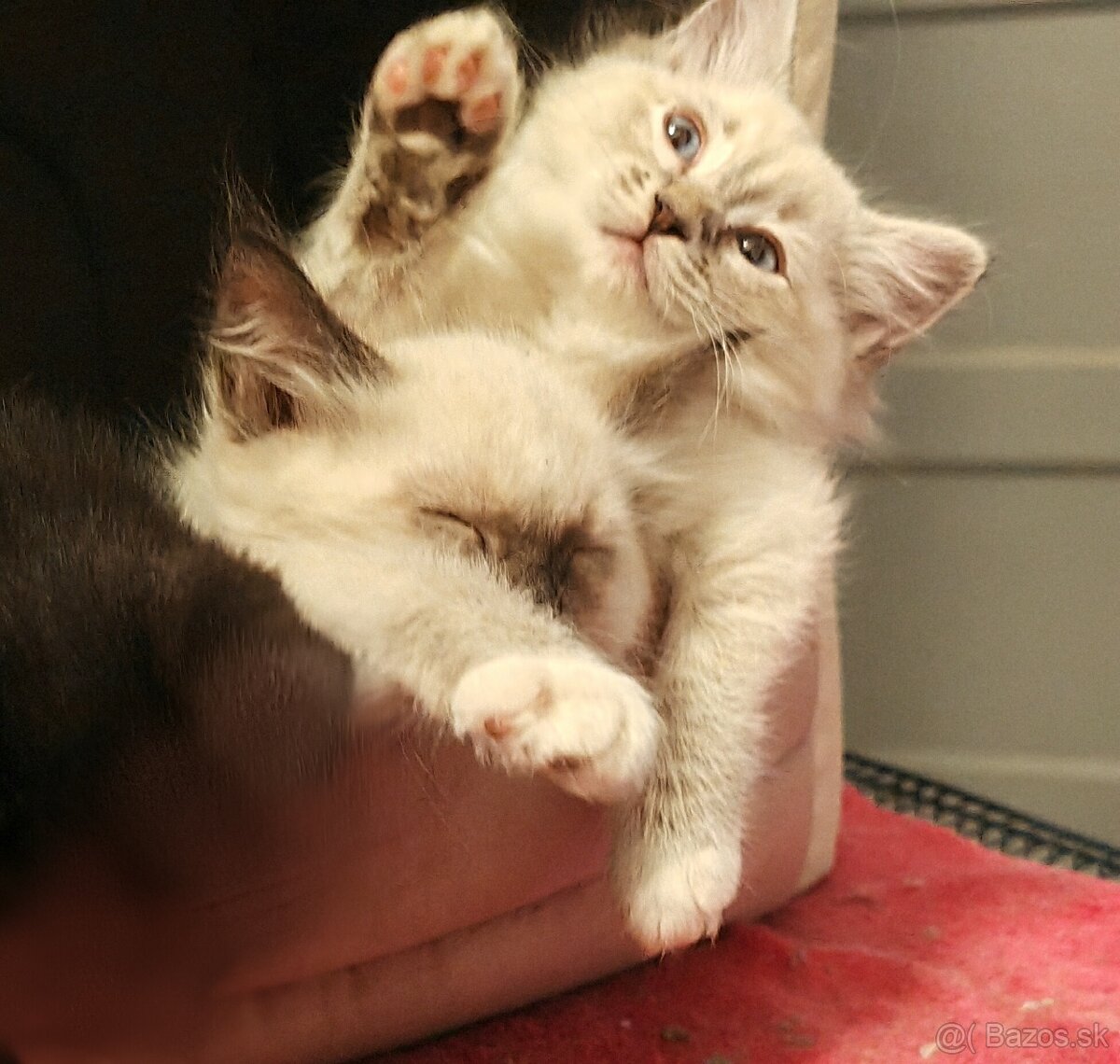 Ragdoll