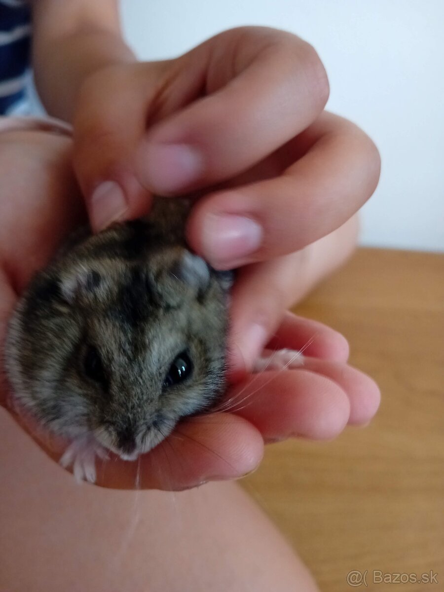 Škrečok džungarský + klietka + kompletná výbava