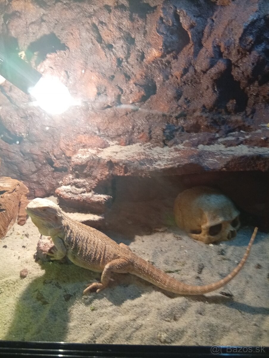 Agama bradata