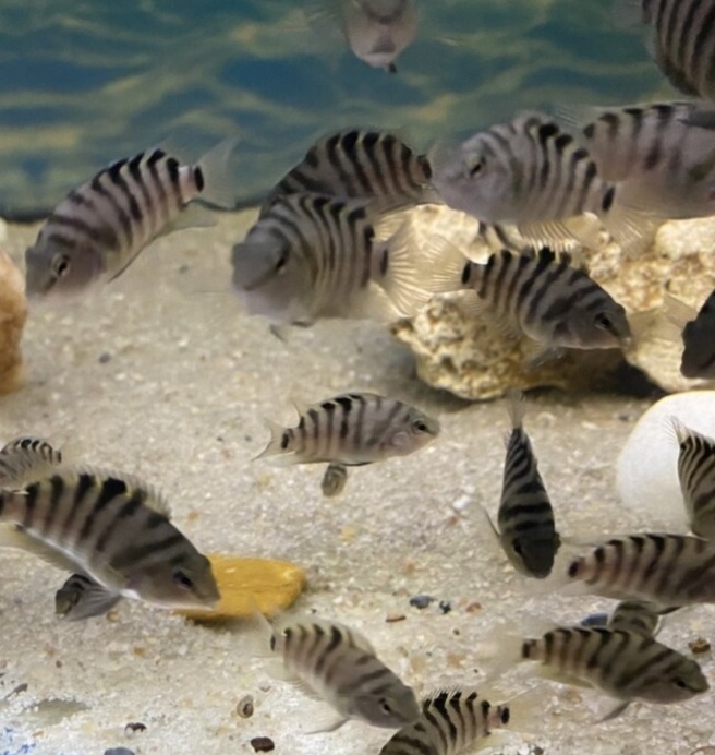 Kancika predám alebo vymenim za afriky