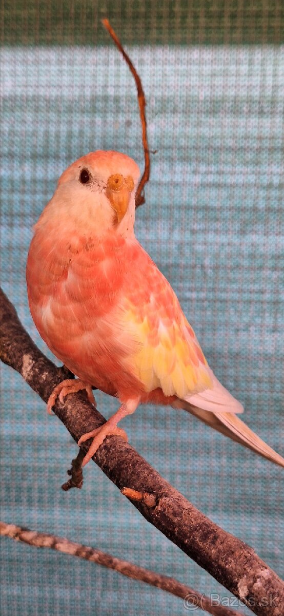 Neofema Bourkova Rubino