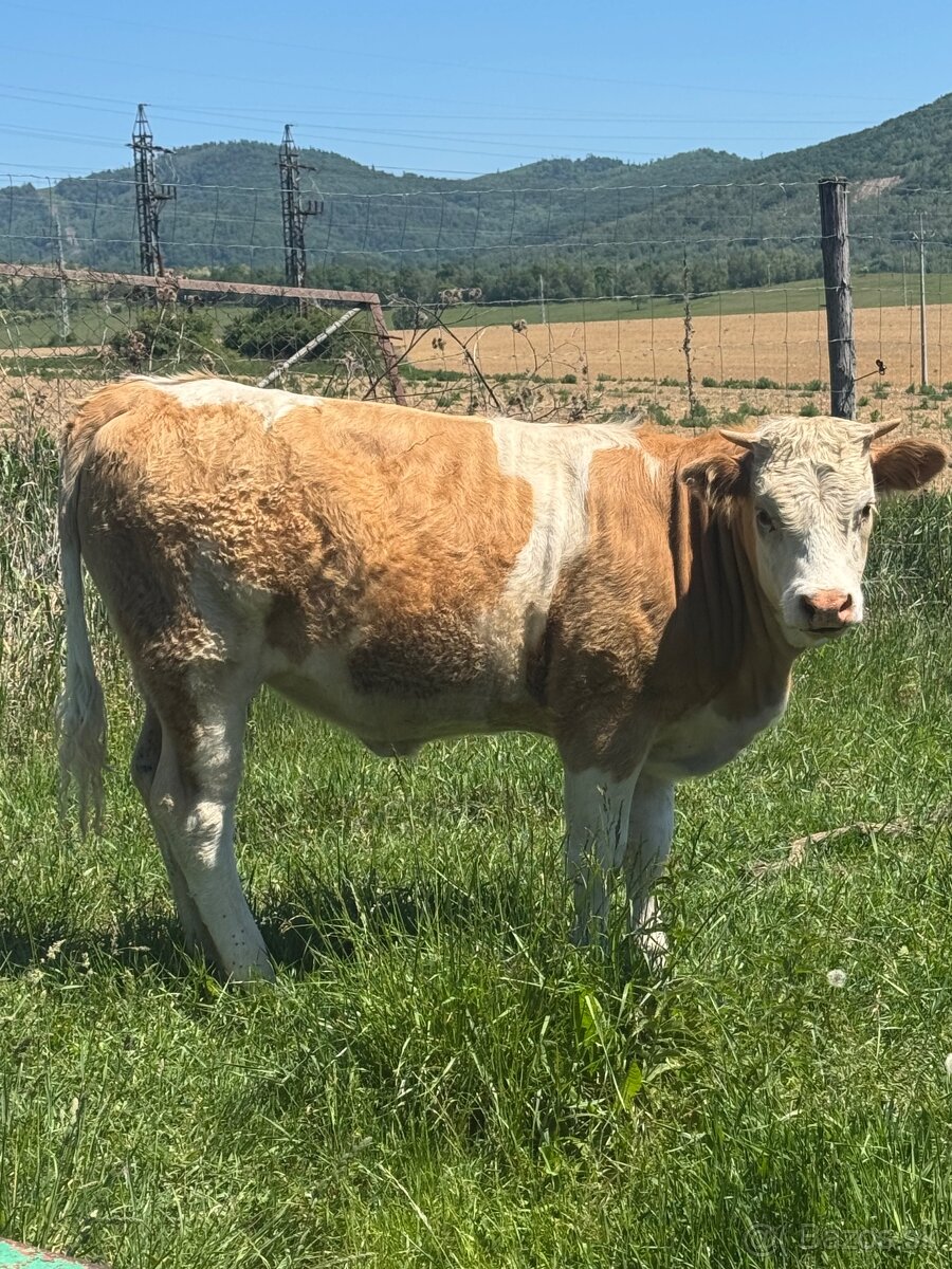 Jalovica Ss