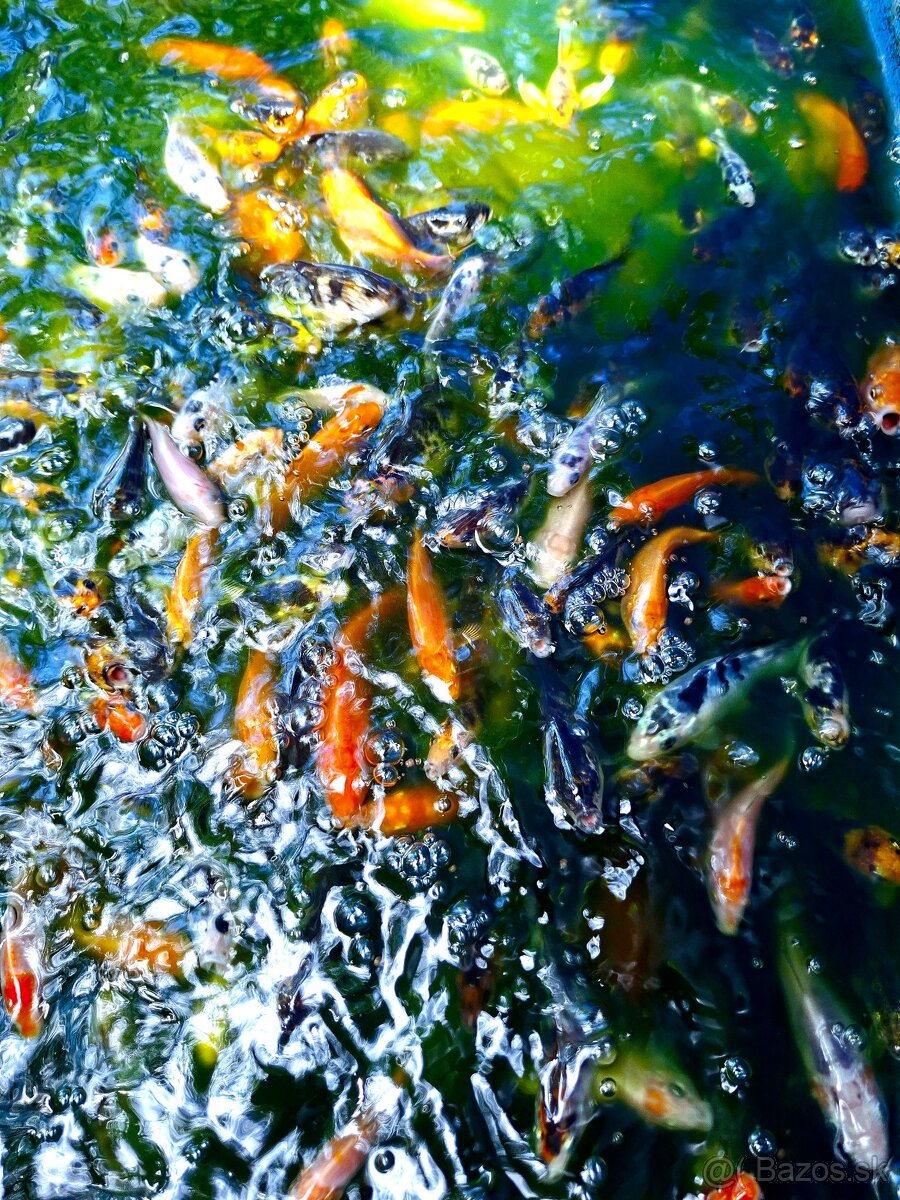 Koi kapre
