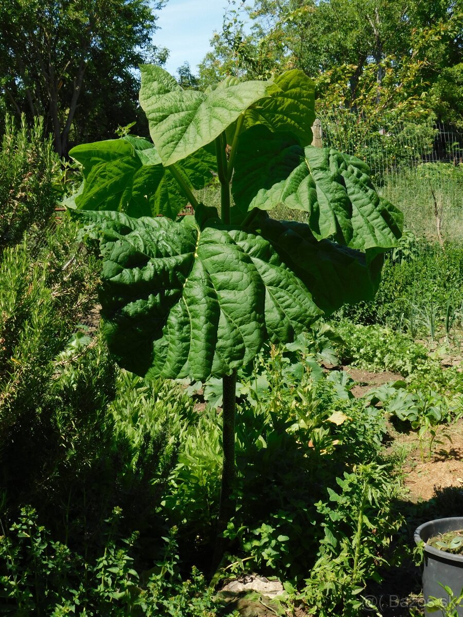 PAULOWNIA
