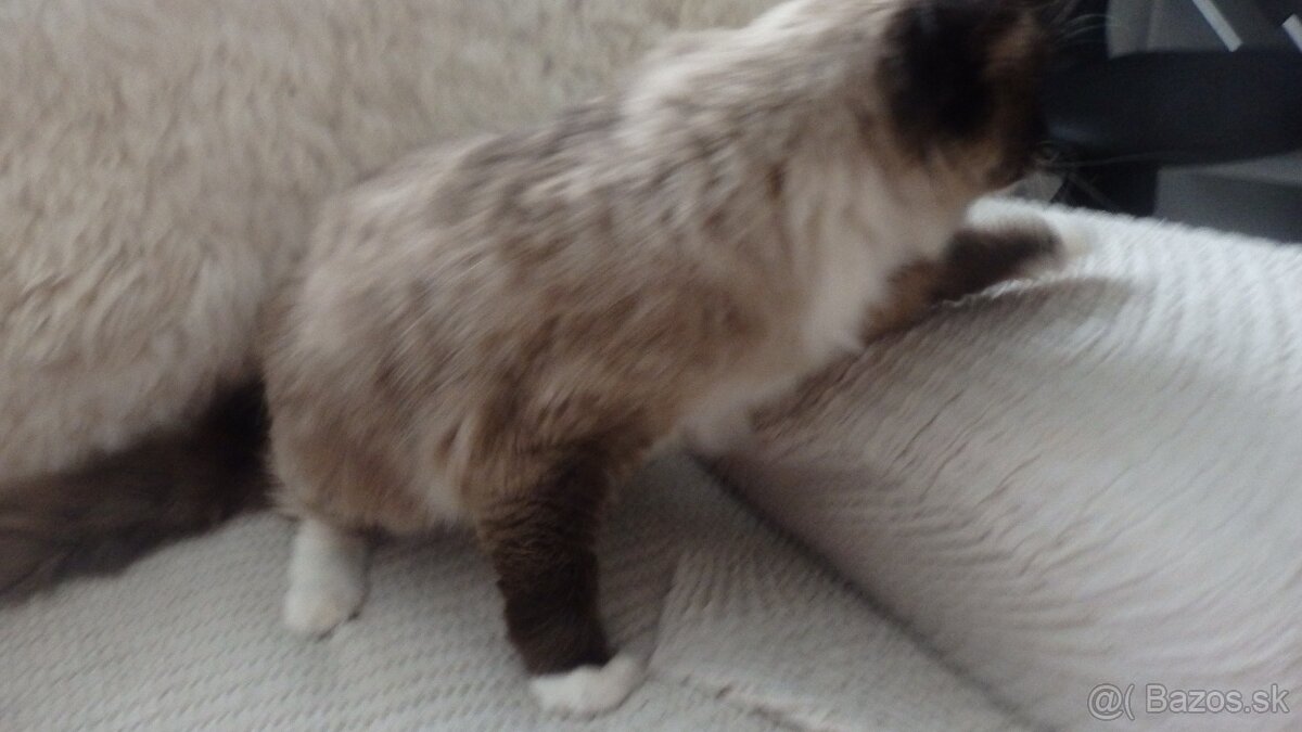 ragdoll,radgoll na predaj len dospelé mačky