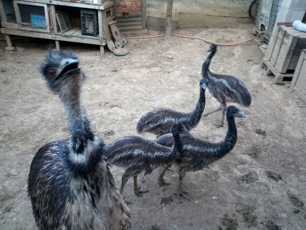 Mláďa EMU hnedého