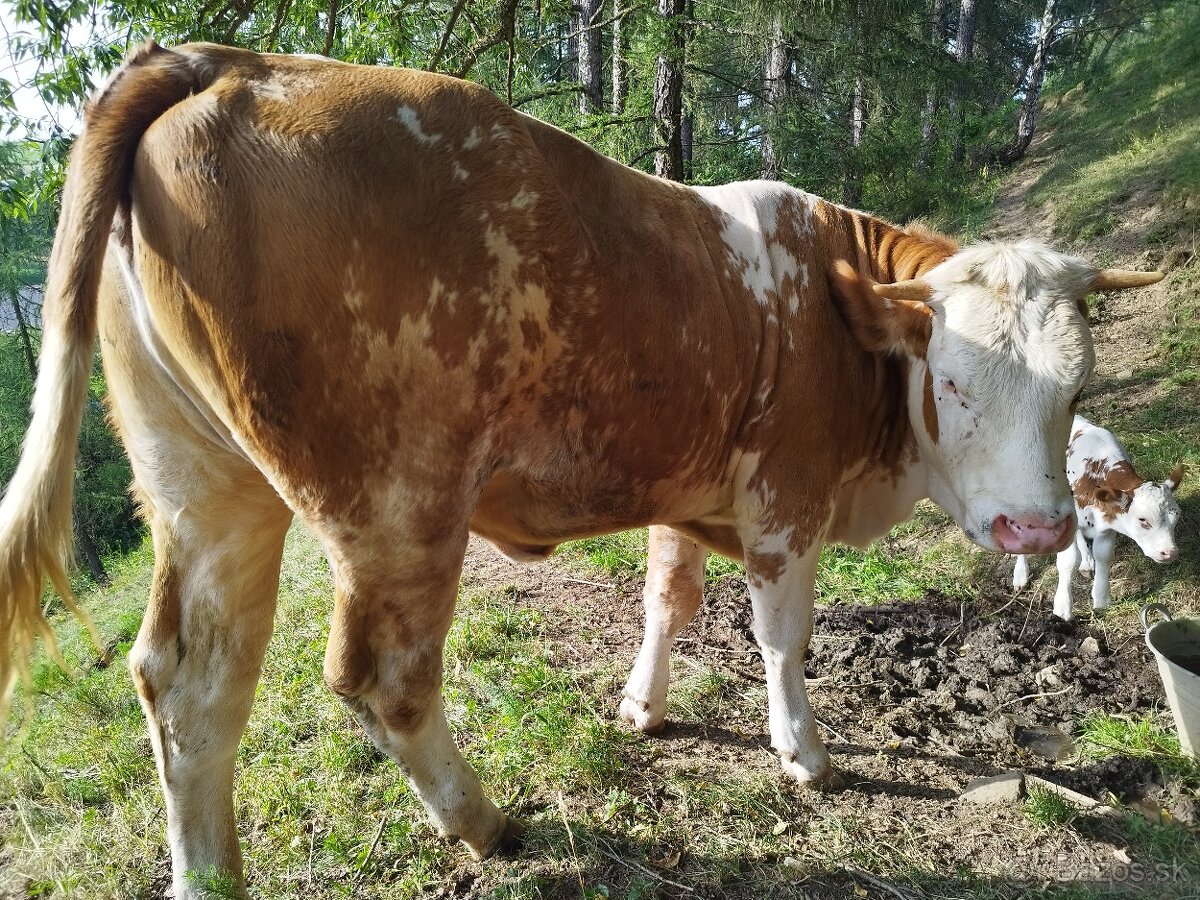 Jalovica Slovenska Strakata