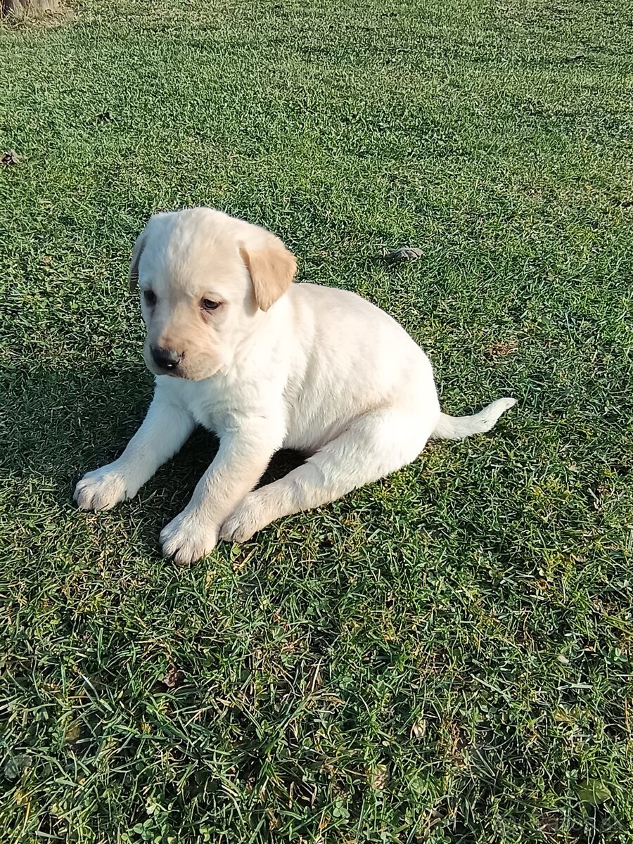 Labradorsky Retríver Labrador