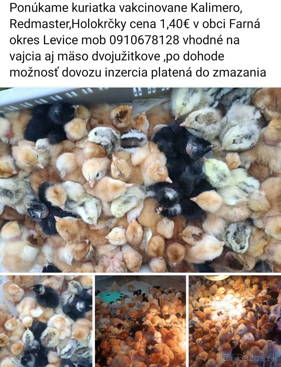 Ponúkame kuriatka 4dnoe