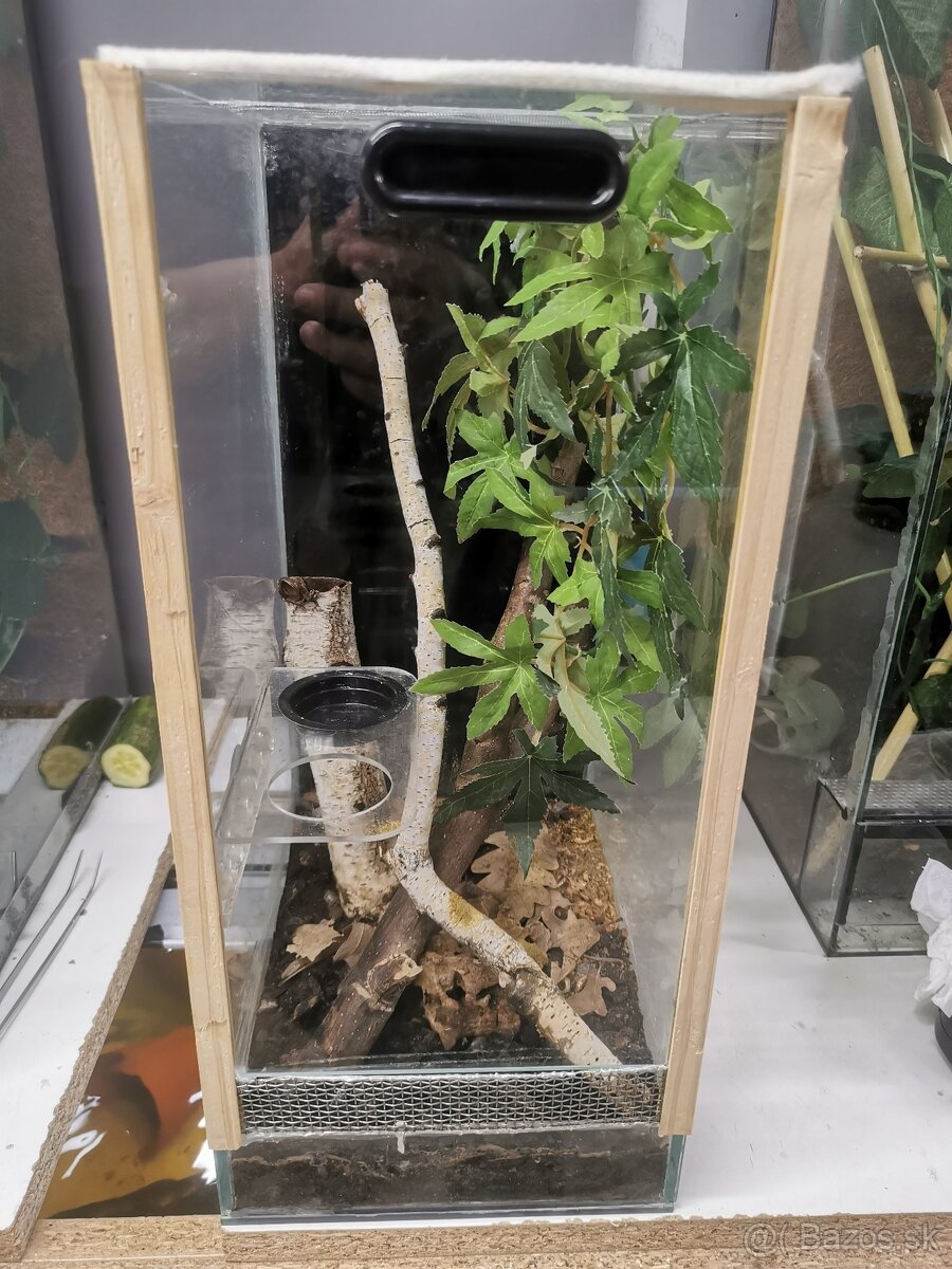Terarium