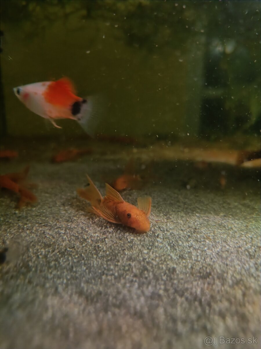 Prísavniky - Super red long fin