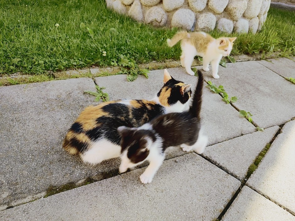 Mačiatko