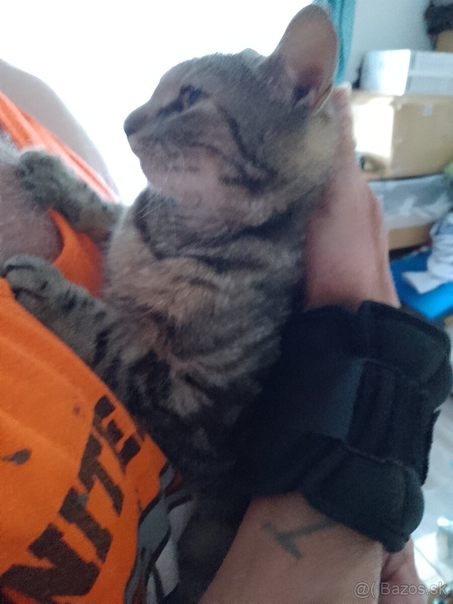 Darujem našu mačičku Micinku