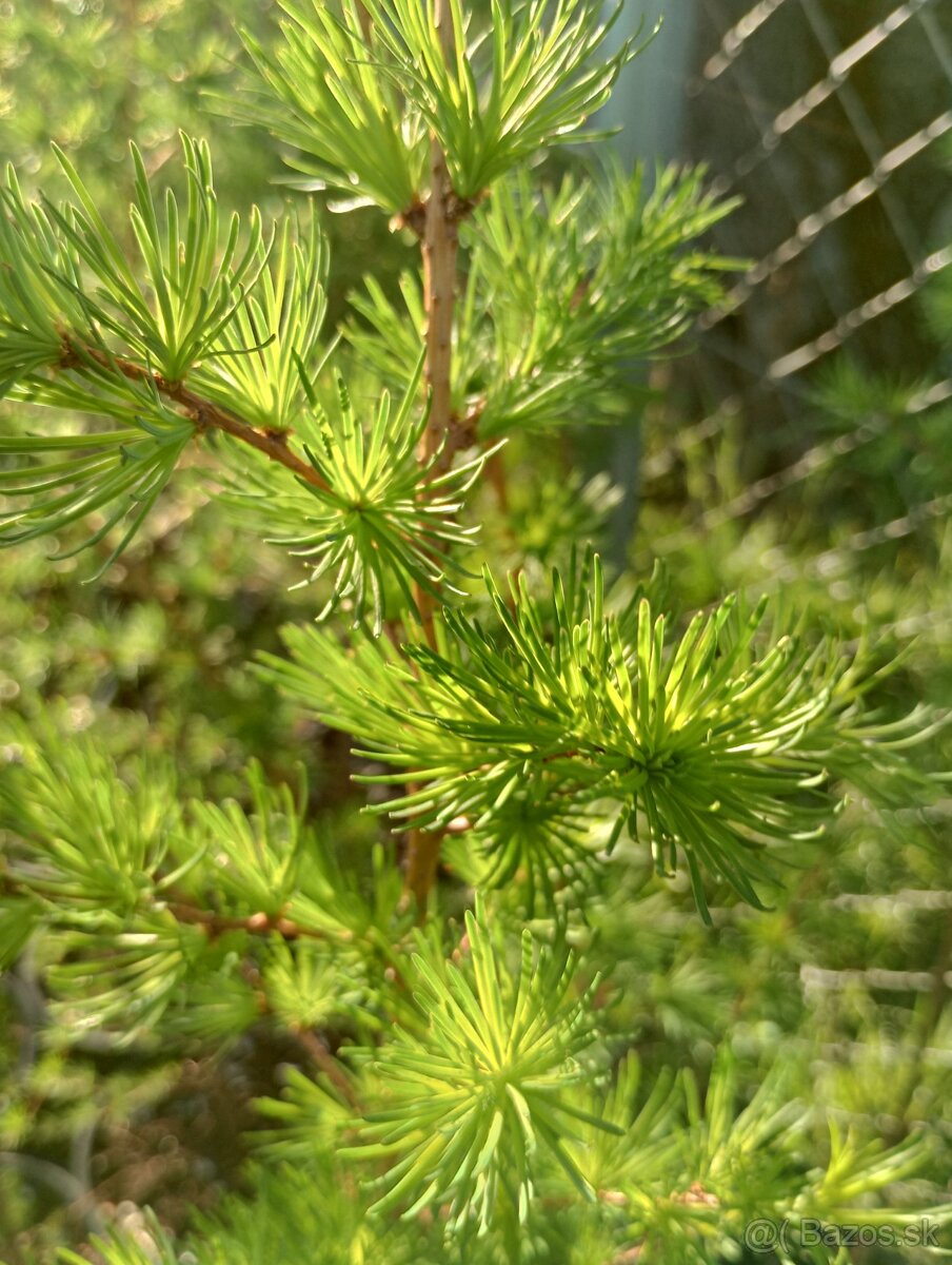 Smrekovec japonský