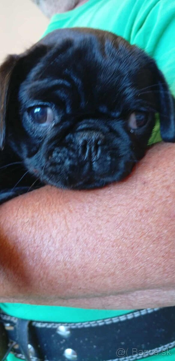 Mops