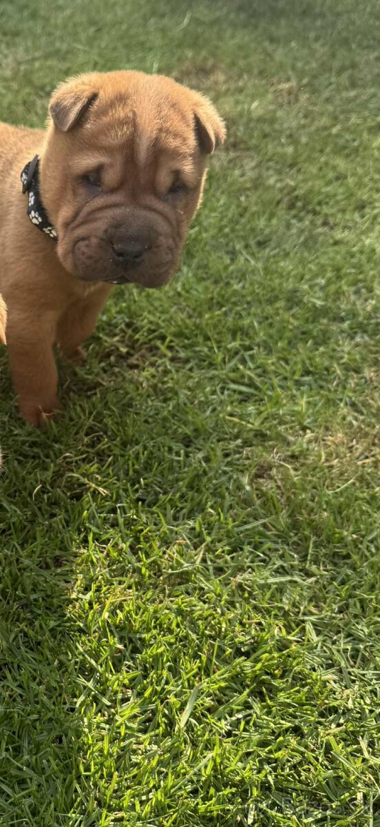 Sharpei