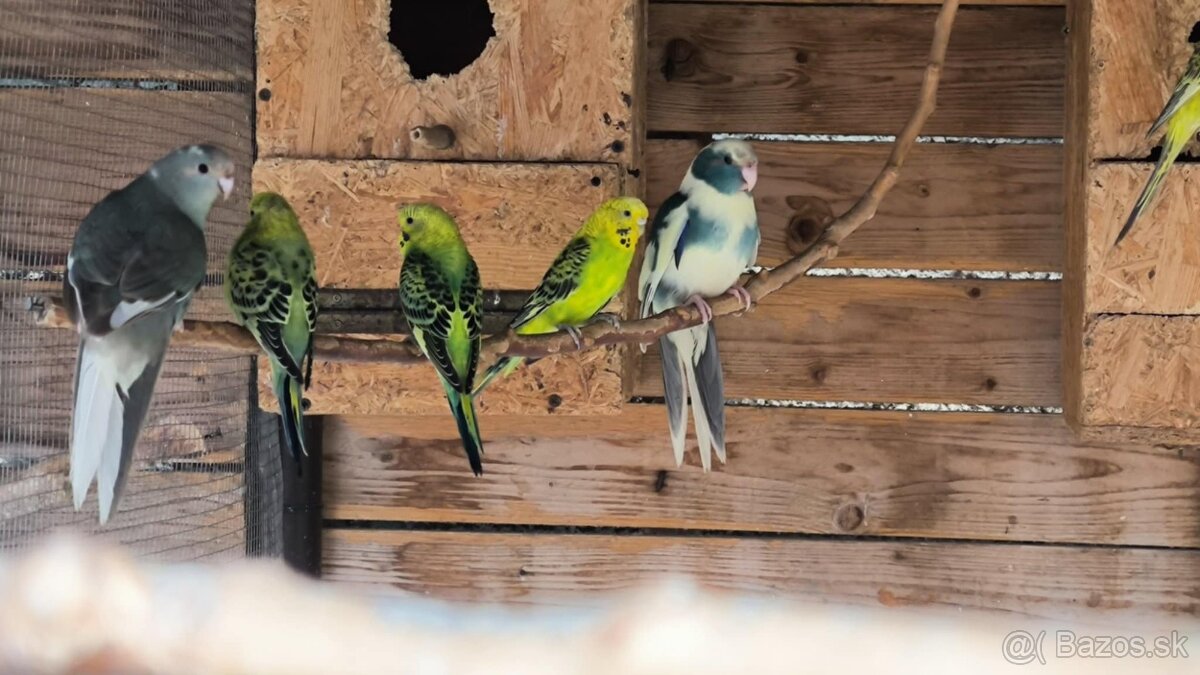 Kakariky