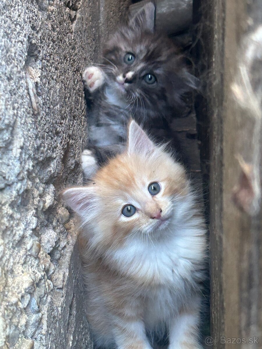 Nórske lesné mačiatka