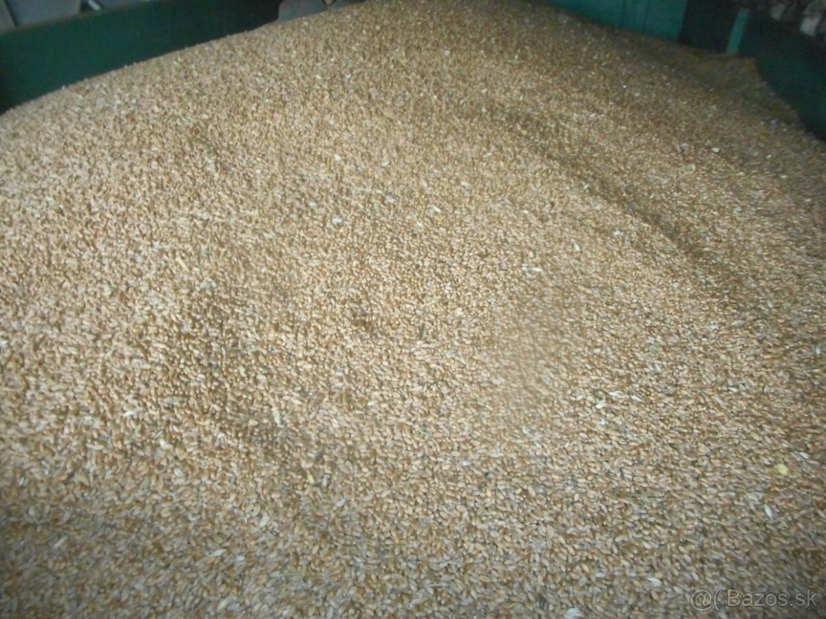 Psenica