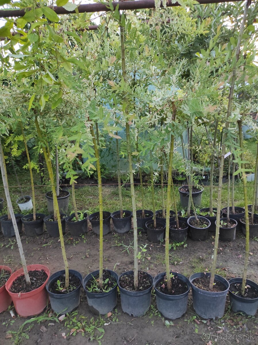 Predám okrasné a ovocné stromčeky v kontajneroch