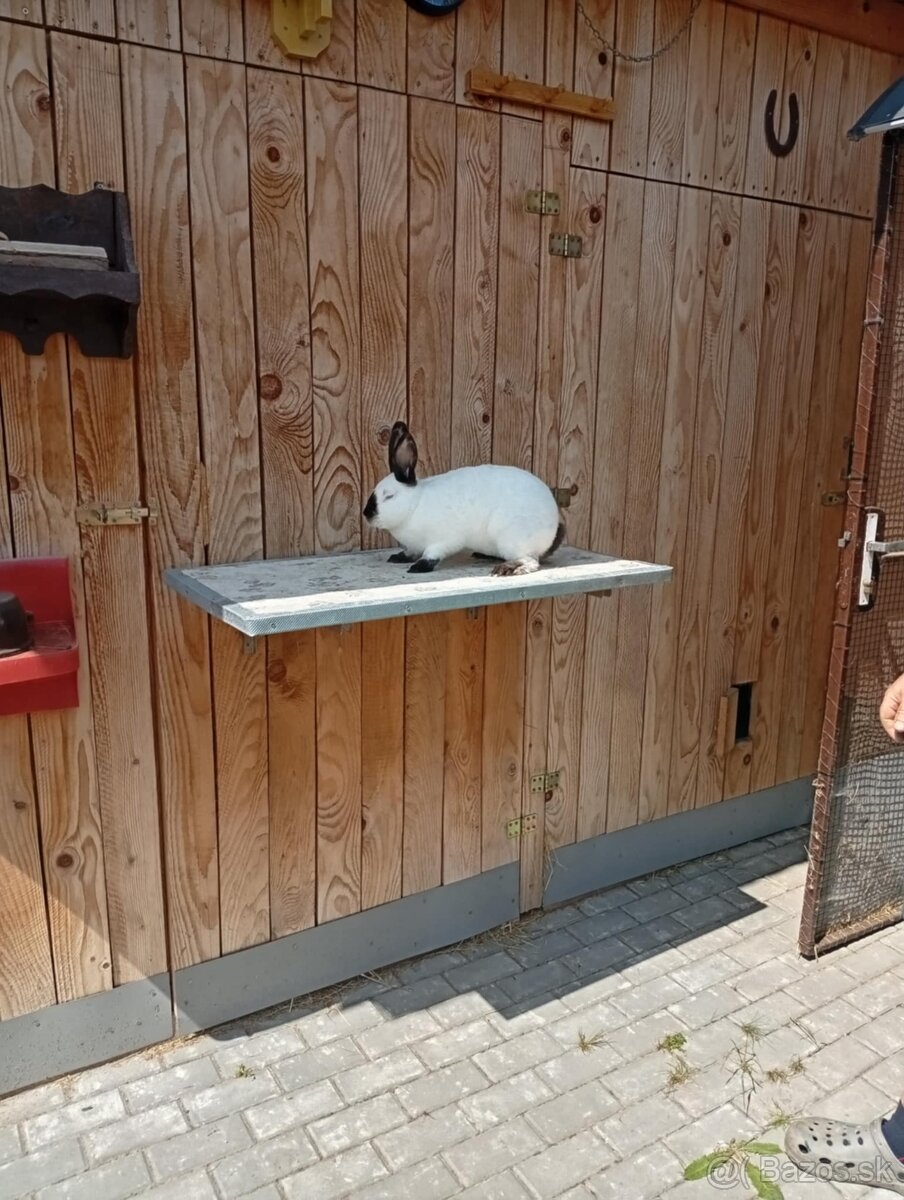 Kalifornský králik