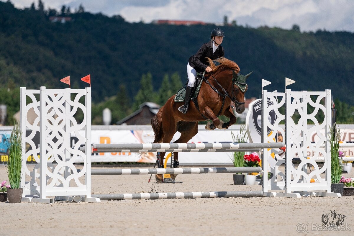Charakterní klisna Welsh Cob