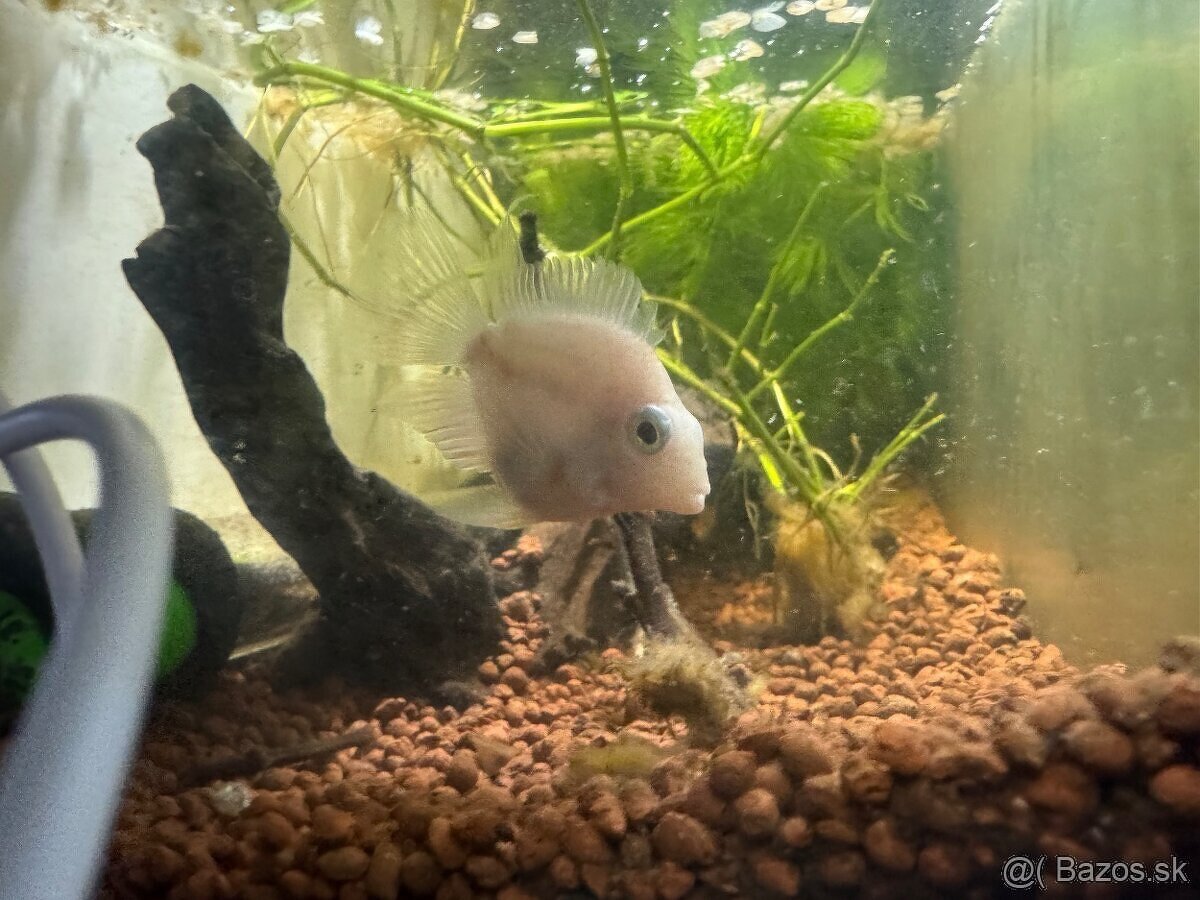 SÚRNE DARUJEM CICHLIDY MINI PARROT